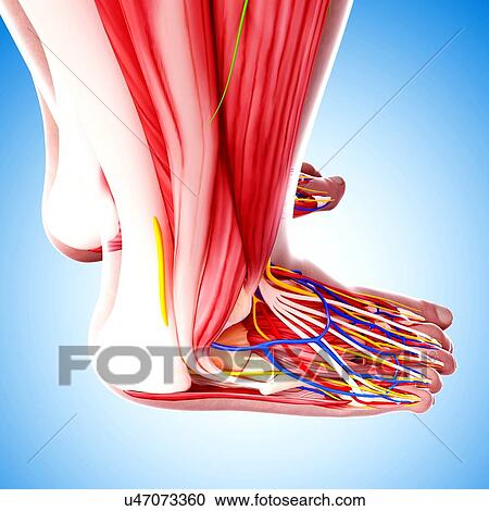 Human foot anatomy, artwork View Large Illustration Clipart - Human foot anatomy, artwork. Fotosearch