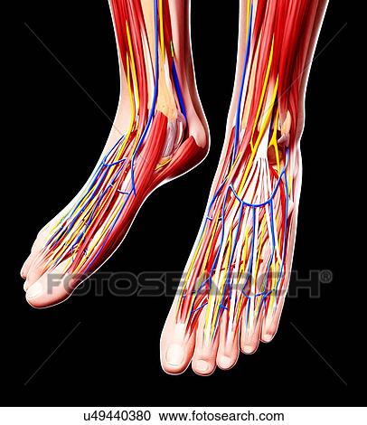 Human foot anatomy, artwork View Large Illustration Clipart - Human foot anatomy, artwork. Fotosearch