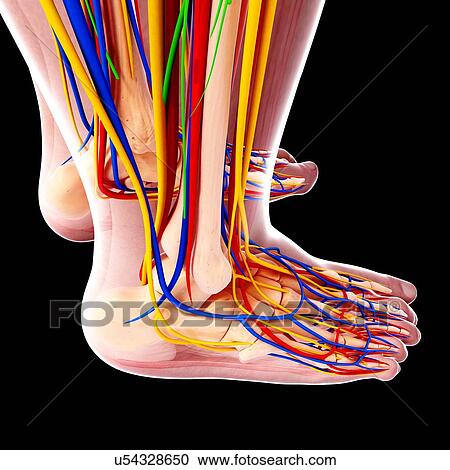 Clipart - Human foot anatomy, artwork. Fotosearch