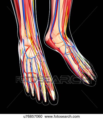 Human foot anatomy, artwork View Large Illustration Clipart - Human foot anatomy, artwork. Fotosearch