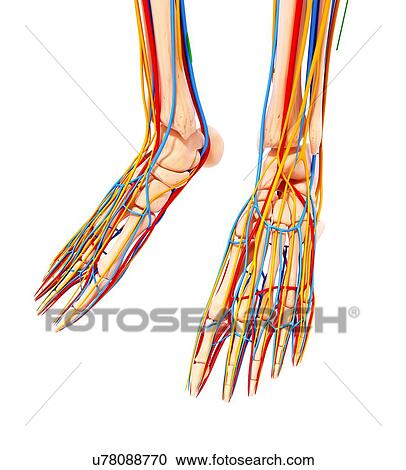 Clipart - Human foot anatomy, artwork. Fotosearch