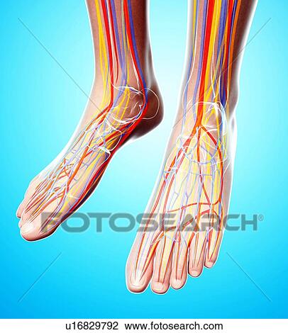 Human foot anatomy, artwork View Large Illustration Drawing - Human foot anatomy, artwork. Fotosearch