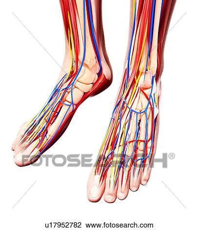 Human foot anatomy, artwork View Large Illustration Drawing - Human foot anatomy, artwork. Fotosearch