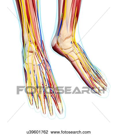 Human foot anatomy, artwork View Large Illustration Drawing - Human foot anatomy, artwork. Fotosearch