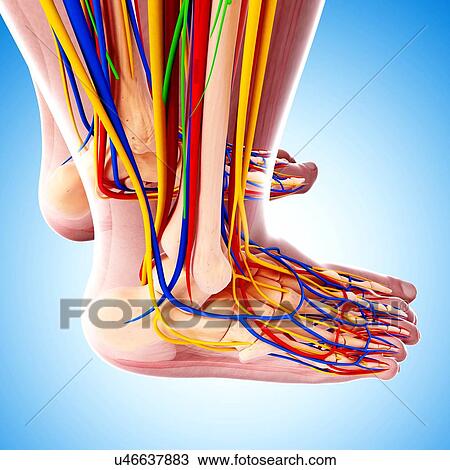 Human foot anatomy, artwork View Large Illustration Drawing - Human foot anatomy, artwork. Fotosearch