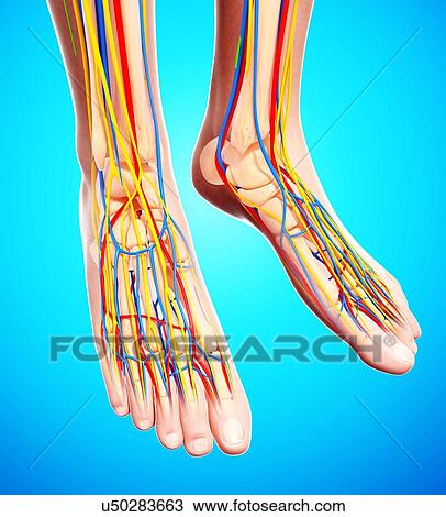 Drawing - Human foot anatomy, artwork. Fotosearch