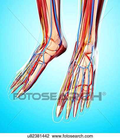 Human foot anatomy, artwork View Large Illustration Drawing - Human foot anatomy, artwork. Fotosearch