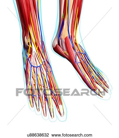 Human foot anatomy, artwork View Large Illustration Drawing - Human foot anatomy, artwork. Fotosearch