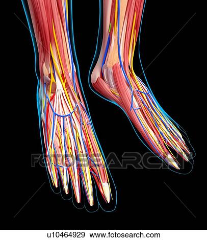 Stock Illustration - Human foot anatomy, artwork. Fotosearch