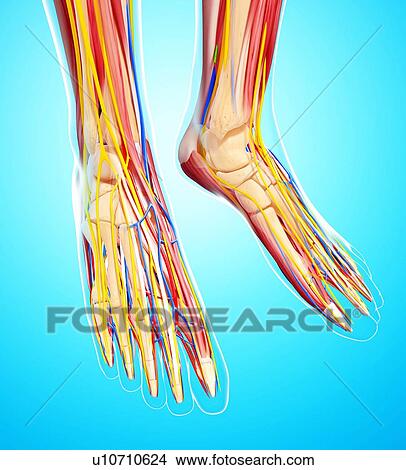 Human foot anatomy, artwork View Large Illustration Stock Illustration - Human foot anatomy, artwork. Fotosearch