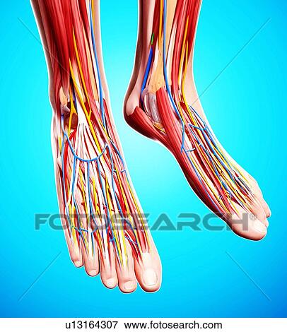 Stock Illustration - Human foot anatomy, artwork. Fotosearch