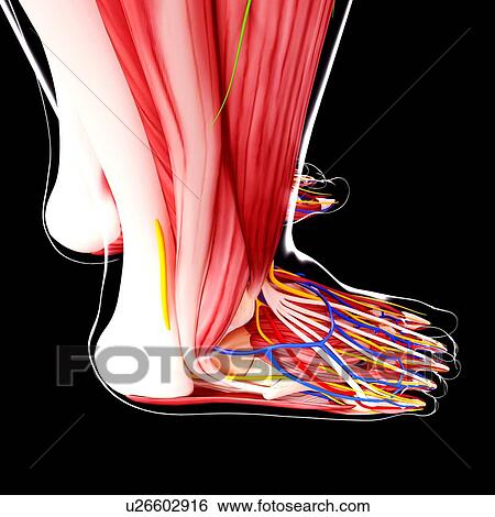 Stock Illustration - Human foot anatomy, artwork. Fotosearch