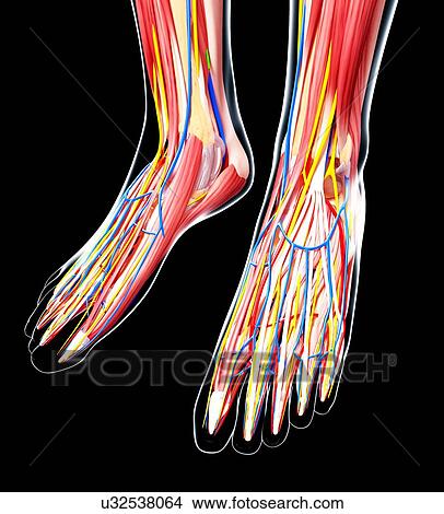 Human foot anatomy, artwork View Large Illustration Stock Illustration - Human foot anatomy, artwork. Fotosearch