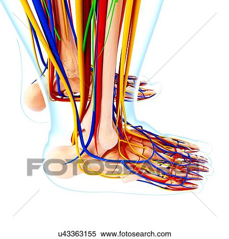 Stock Illustration - Human foot anatomy, artwork. Fotosearch