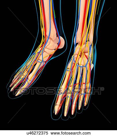 Stock Illustration - Human foot anatomy, artwork. Fotosearch
