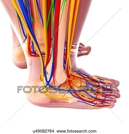 Stock Illustration - Human foot anatomy, artwork. Fotosearch