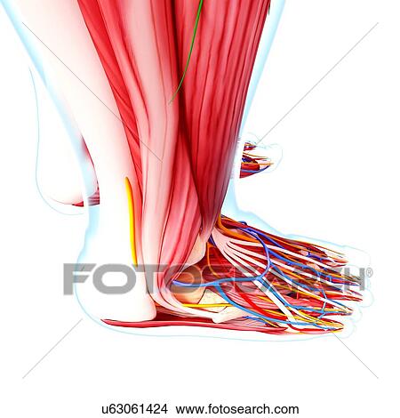 Stock Illustration - Human foot anatomy, artwork. Fotosearch
