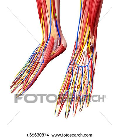 Stock Illustration - Human foot anatomy, artwork. Fotosearch