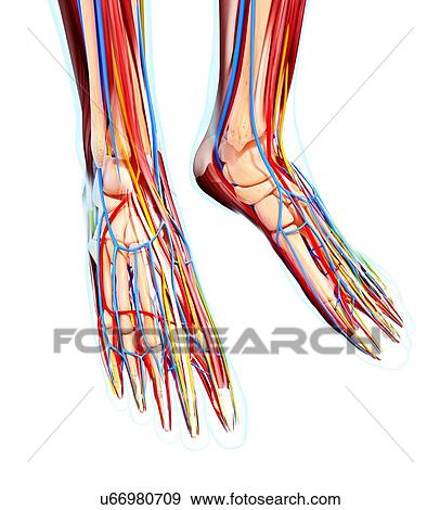 Stock Illustration - Human foot anatomy, artwork. Fotosearch
