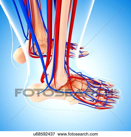 Human foot anatomy, artwork View Large Illustration Stock Illustration - Human foot anatomy, artwork. Fotosearch
