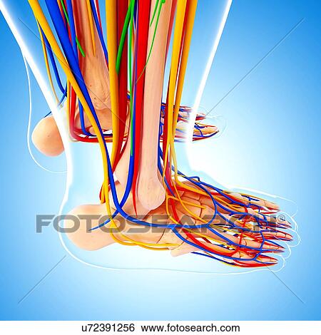 Human foot anatomy, artwork View Large Illustration Stock Illustration - Human foot anatomy, artwork. Fotosearch
