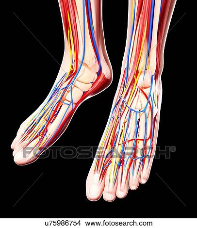 Human foot anatomy, artwork View Large Illustration Stock Illustration - Human foot anatomy, artwork. Fotosearch