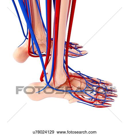 Human foot anatomy, artwork View Large Illustration Stock Illustration - Human foot anatomy, artwork. Fotosearch