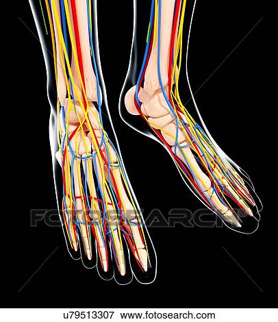 Human foot anatomy, artwork View Large Illustration Stock Illustration - Human foot anatomy, artwork. Fotosearch