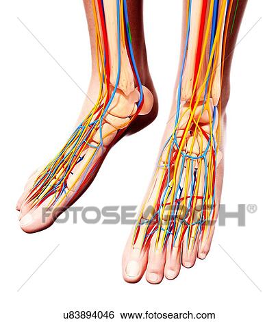 Human foot anatomy, artwork View Large Illustration Stock Illustration - Human foot anatomy, artwork. Fotosearch