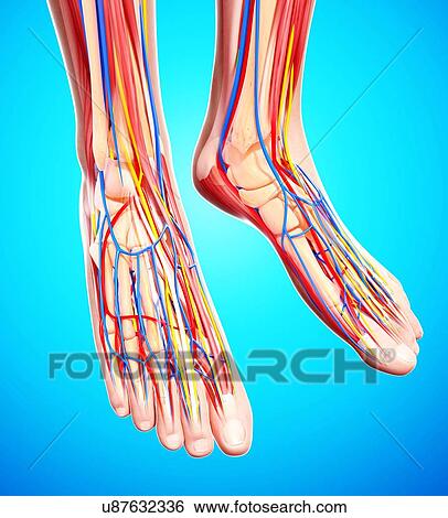 Stock Illustration - Human foot anatomy, artwork. Fotosearch
