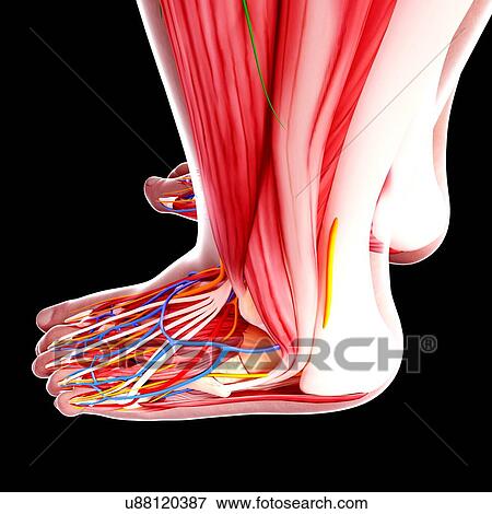 Stock Illustration - Human foot anatomy, artwork. Fotosearch