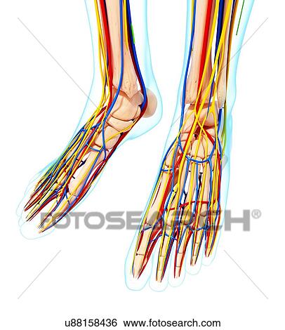 Stock Illustration - Human foot anatomy, artwork. Fotosearch