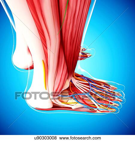 Stock Illustration - Human foot anatomy, artwork. Fotosearch