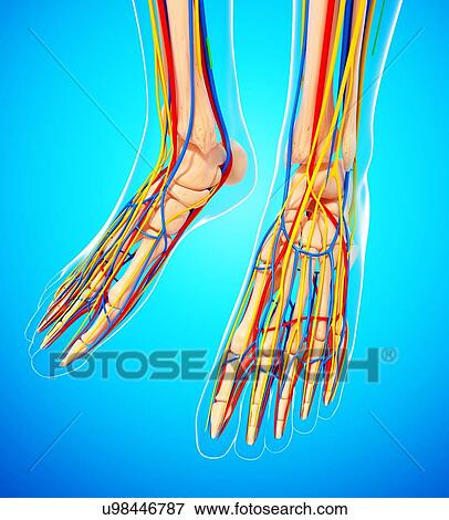 Stock Illustration - Human foot anatomy, artwork. Fotosearch