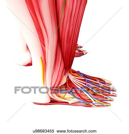 Stock Illustration - Human foot anatomy, artwork. Fotosearch