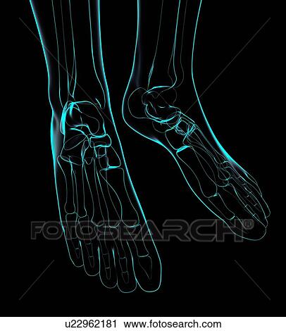 Human foot bones, artwork View Large Illustration Clip Art - Human foot bones, artwork. Fotosearch