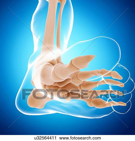 Clip Art - Human foot bones, artwork. Fotosearch