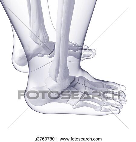 Clip Art - Human foot bones, artwork. Fotosearch