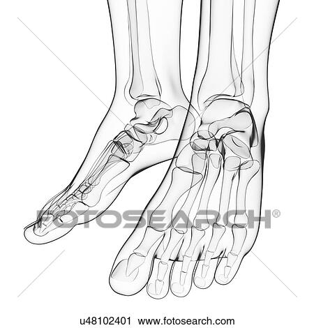 Clip Art - Human foot bones, artwork. Fotosearch