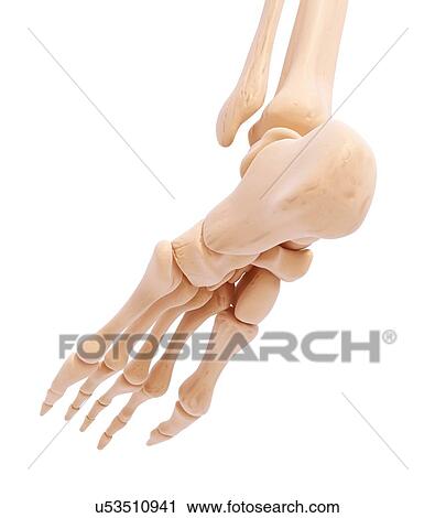 Clip Art - Human foot bones, artwork. Fotosearch