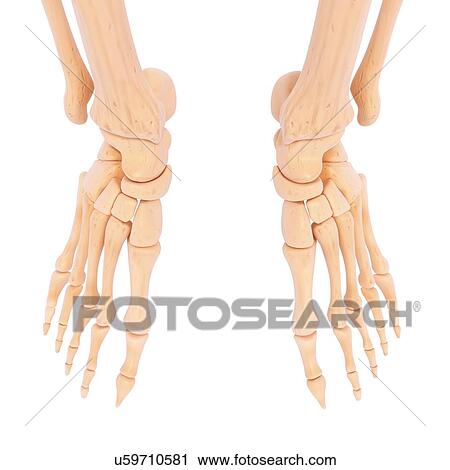 Human foot bones, artwork View Large Illustration Clip Art - Human foot bones, artwork. Fotosearch