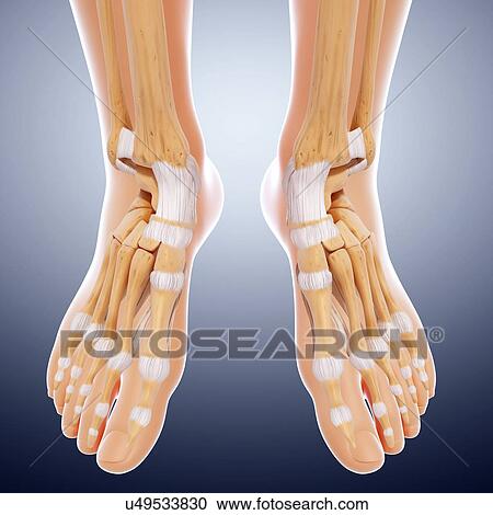 Human foot bones, artwork View Large Illustration Clipart - Human foot bones, artwork. Fotosearch