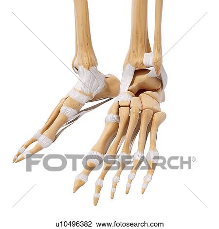 Drawing - Human foot bones, artwork. Fotosearch