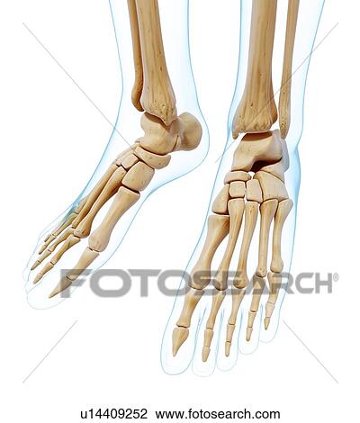 Drawing - Human foot bones, artwork. Fotosearch