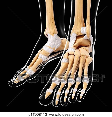 Drawing - Human foot bones, artwork. Fotosearch