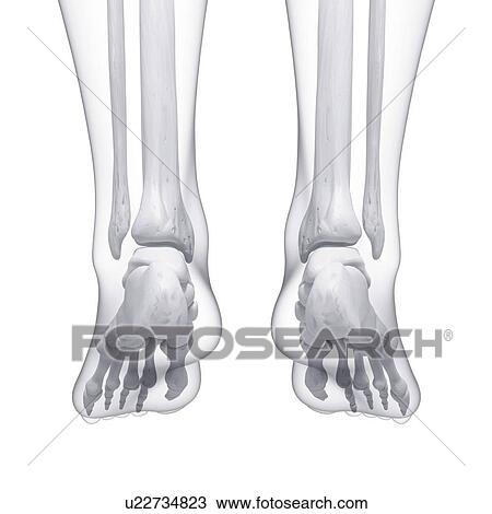 Drawing - Human foot bones, artwork. Fotosearch