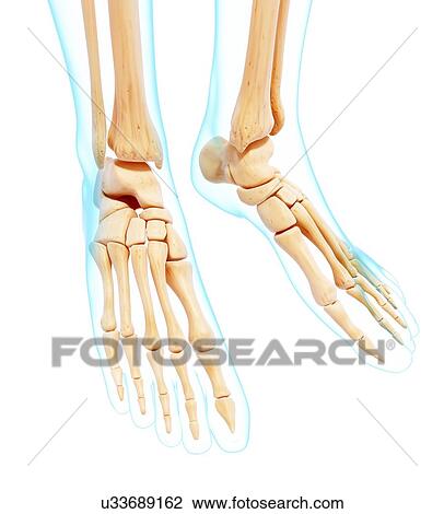 Human foot bones, artwork View Large Illustration Drawing - Human foot bones, artwork. Fotosearch