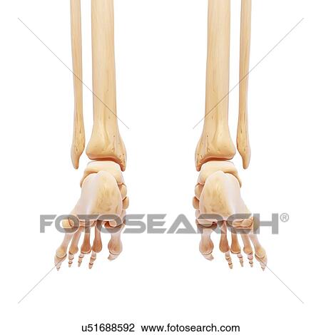 Drawing - Human foot bones, artwork. Fotosearch