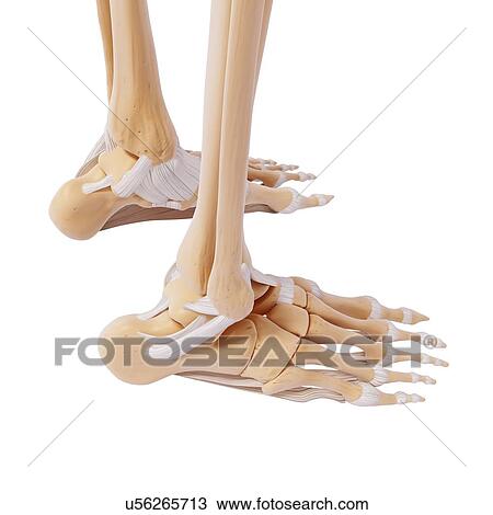 Drawing - Human foot bones, artwork. Fotosearch