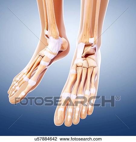 Drawing - Human foot bones, artwork. Fotosearch